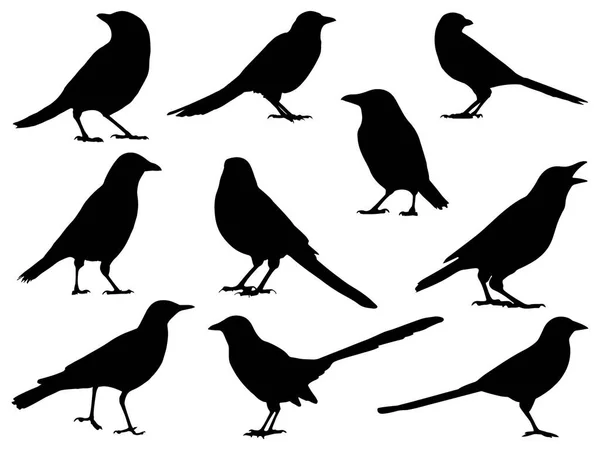 Ensemble Art Vectoriel Silhouette Oiseau Pie — Image vectorielle