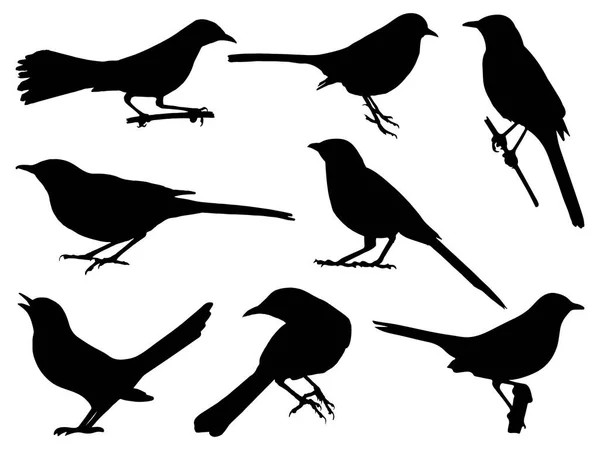 Ensemble Art Vectoriel Silhouette Oiseau Moqueur — Image vectorielle