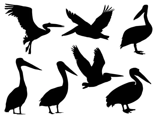 Ensemble Art Vectoriel Silhouette Oiseau Pélican — Image vectorielle