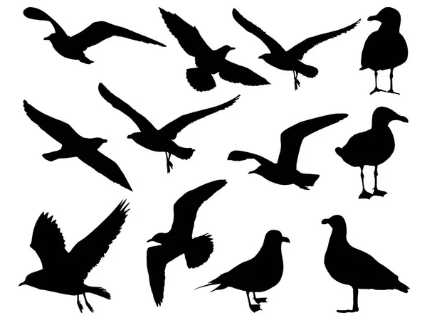 Ensemble Art Vectoriel Silhouette Oiseau Mouette — Image vectorielle