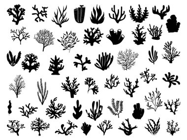 Beyaz arka planda mercan ve yosun vektör sanatı