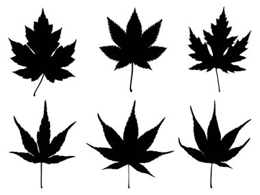 Beyaz zemin üzerinde Japon akçaağaç yaprağı siluet vektör sanatı