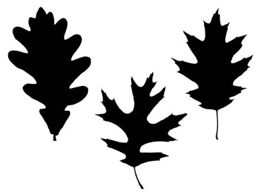Beyaz arkaplanda meşe yaprağı silueti vektör sanatı