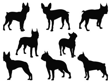 Boston teriyer köpek siluet vektör sanatı seti