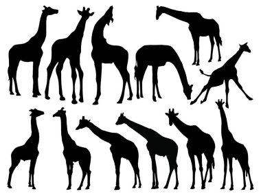 Zürafa siluet vektör sanatı seti