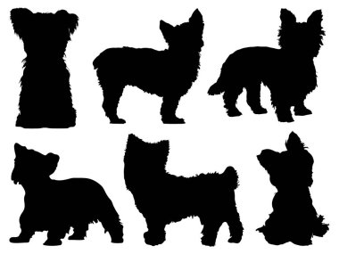 Yorkshire Terrier köpek siluet vektör sanatı seti