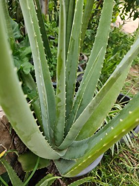 Satın alınamayacak doğayla dolu bir arka bahçe.