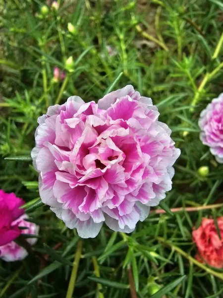 Satın alınamayacak doğayla dolu bir arka bahçe.