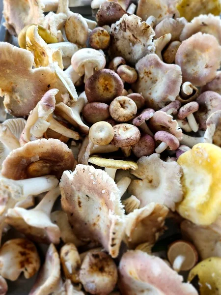 Doğal olarak toksinsiz olur.