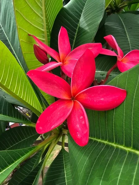 stock image Gardening requires these ornamental plants to make the garden look nice.