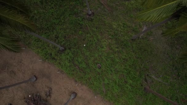 Aerial Drone Видеозапись Джона Сувана Тао Koh Tao Показывающая Пляж — стоковое видео