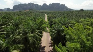 4K Hava Aracı Ao Luek Manzarası ve Tayland 'daki Manzaralı Yol - Motosiklet, Palmiye Ağacı Plantasyonları ve Kireçtaşı Dağları