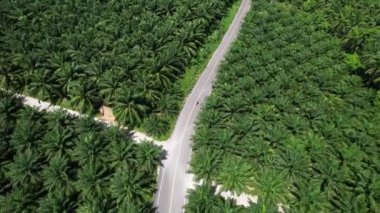 4K Hava Aracı Ao Luek Manzarası ve Tayland 'daki Manzaralı Yol - Motosiklet, Palmiye Ağacı Plantasyonları ve Kireçtaşı Dağları