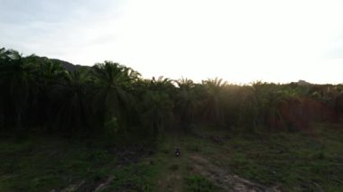 4K Hava Aracı Ao Luek 'in Tayland, Krabi' deki görüntüleri - Kireçtaşı Dağları, Palmiye Ağaçları ve Karides Çiftlikleri