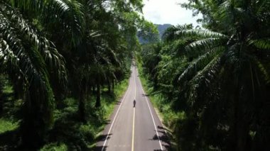 4K Hava Aracı Ao Luek 'in Tayland, Krabi' deki görüntüleri - Kireçtaşı Dağları, Palmiye Ağaçları ve Karides Çiftlikleri