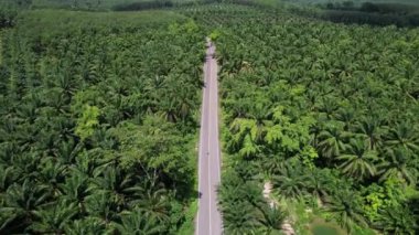 4K Hava Aracı Ao Luek Manzarası ve Tayland 'daki Manzaralı Yol - Motosiklet, Palmiye Ağacı Plantasyonları ve Kireçtaşı Dağları