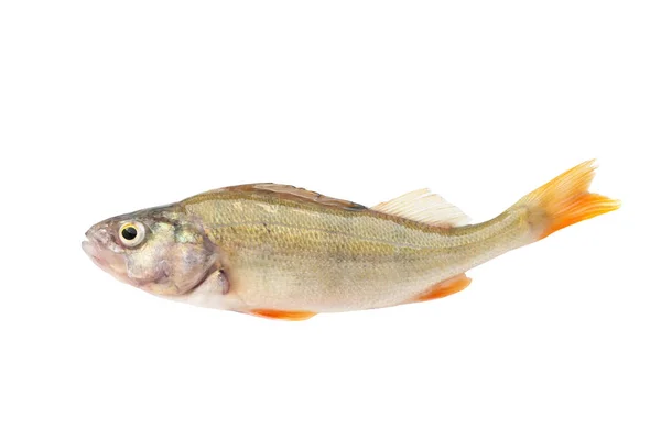 Риба Річкового Окуня Ізольована Білому Тлі — стокове фото
