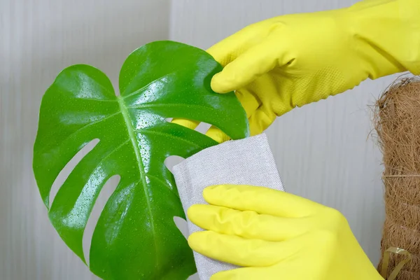Руки Жёлтых Резиновых Перчатках Присматривают Растениями Крупный План — стоковое фото