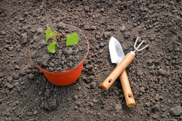Plantando Uma Pequena Planta Uma Pilha Solo Usando Ferramentas Jardim — Fotografia de Stock