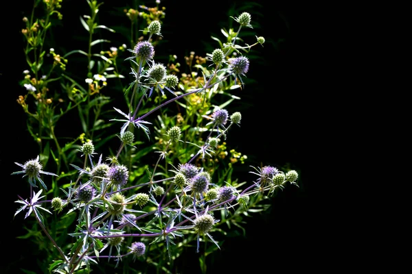 Лекарственное Растение Eryngium Planum Черном Фоне — стоковое фото