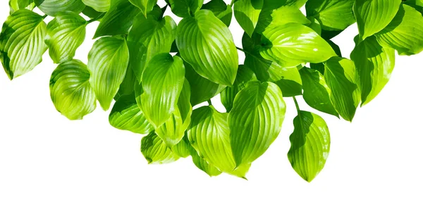 Lily Blätter Isoliert Auf Einem Weißen Hintergrund Cardwell Lily Blätter — Stockfoto