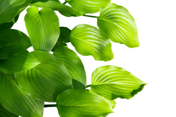 Cardwell Lilie Blätter Isoliert Auf Weißem Hintergrund Nahaufnahme — Stockfoto