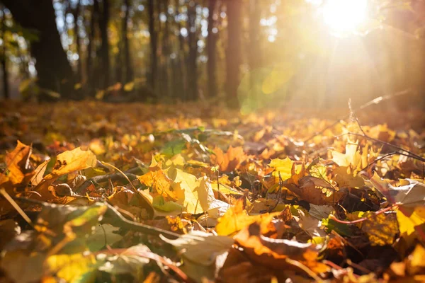 Gele Oranje Herfstbladeren Een Prachtig Herfstpark Een Zonnige Dag — Stockfoto