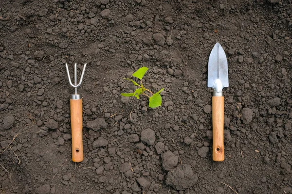 在土壤背景上种植工具和植物 春天花园的概念 顶部视图 — 图库照片
