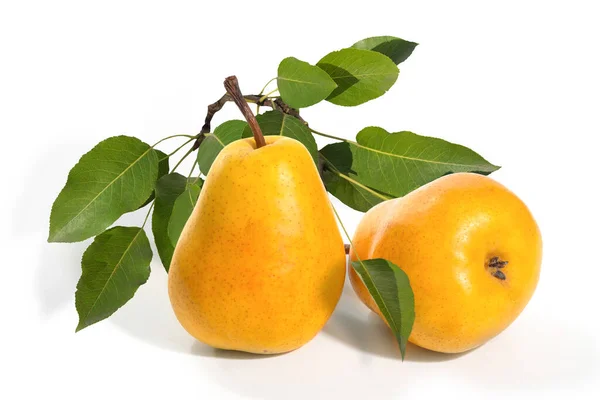 成熟多汁的黄色梨被白色的背景隔开 — 图库照片