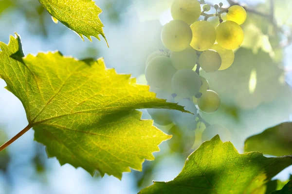 绿色葡萄 浅色背景的葡萄叶子 — 图库照片