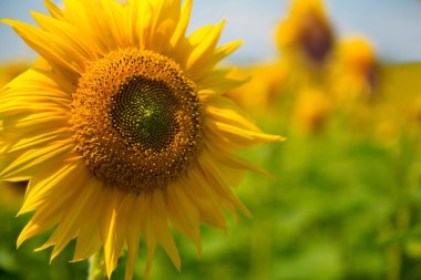 Sıcak güneş ışığı olan sarı ayçiçeği. Yakın plan..