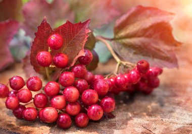 Doğada güzel kırmızı viburum. Yakın çekim.