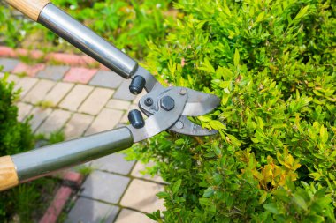 Güneşli bir günde bahçe makası ile çalılıklarda çalışan bir adam. Bahçe işleri.