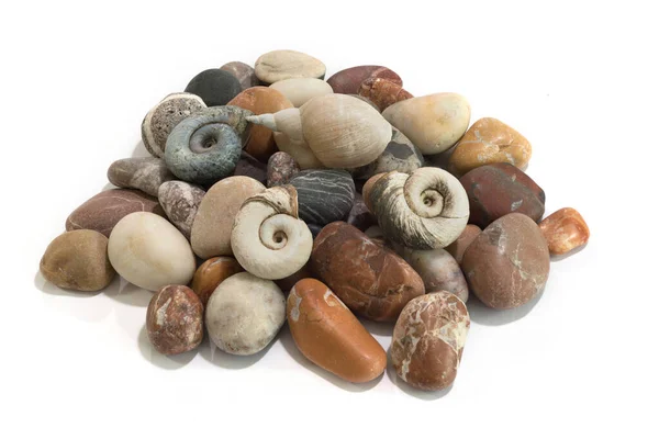 Морські Камені Черепашки Студії Ізольовані Білому Тлі — стокове фото