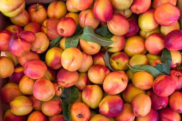 Fresh peaches, close up in the market.
