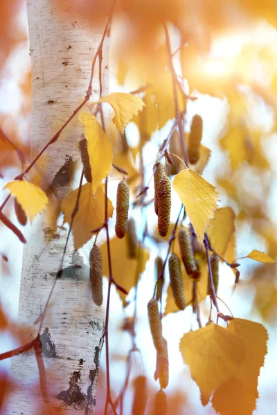 Ağacın Arka Planında Bir Huş Ağacının Güz Yaprakları Güzel Sonbahar — Stok fotoğraf