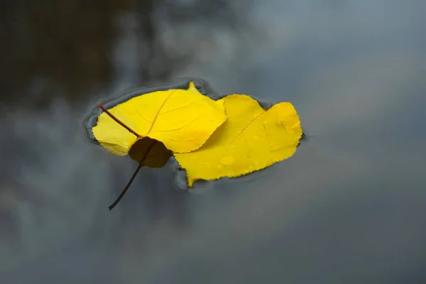 Sonbahar Sarı Yaprakları Suya Düşer Suyun Üstünde Bırakır Bir Sonbahar — Stok fotoğraf