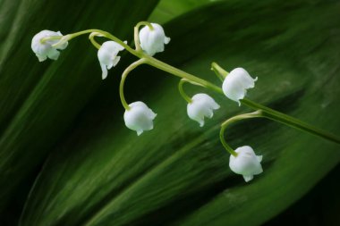 Doğanın yeşil arka planında bir zambak çanı.