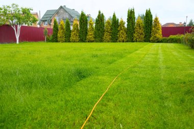 Taze bahçe yeşili çimenler, evin bahçesinde..
