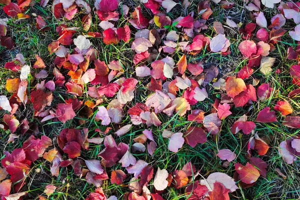 Sonbahar Çimenlerin Üzerinde Çok Renkli Akçaağaç Yaprakları Var — Stok fotoğraf