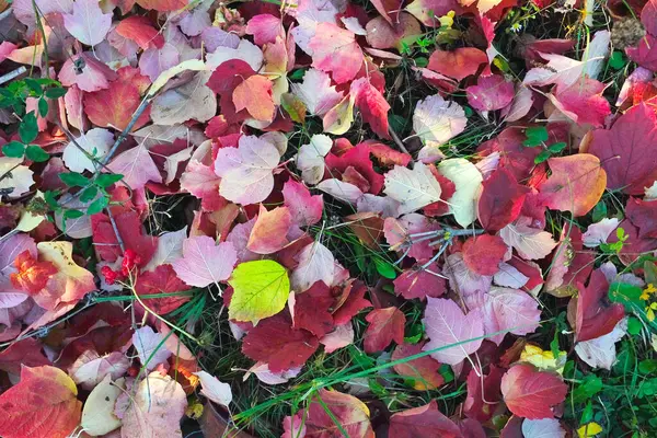 Czerwona Jesień Odchodzi Trawie Słoneczny Dzień Tło Liści — Zdjęcie stockowe