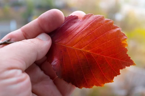 Akçaağaç Yaprağı Insan Elinde Yaklaş — Stok fotoğraf