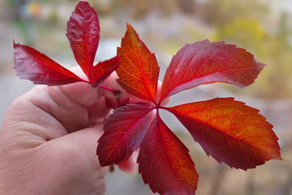 Akçaağaç Yaprağı Insan Elinde Yaklaş — Stok fotoğraf