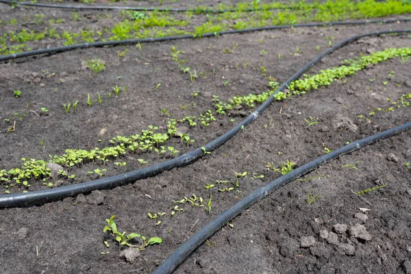 Маленькие Зеленые Растения Растущие Земле Система Орошения — стоковое фото
