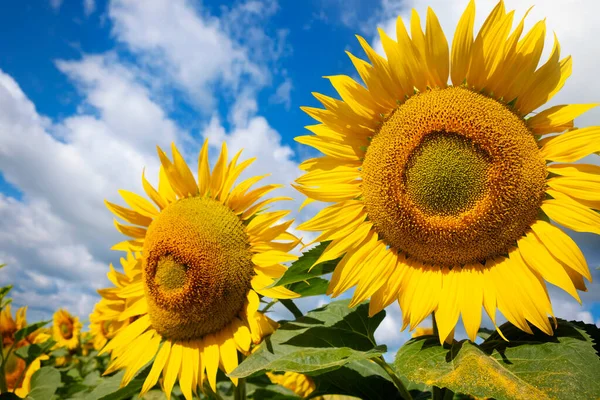 Closeup of sunflowers. Harvest season Agriculture.