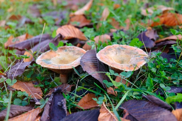 Lactarius Deliciosus Dans Nature Saison Automne Chasse Aux Champignons — Photo