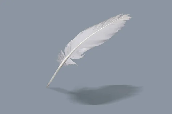 White Feather Gray Background Shadow — Stock Photo, Image