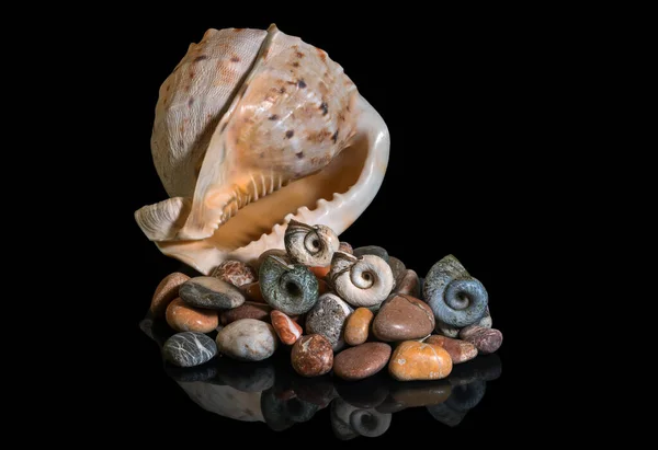 Морські Камені Панцир Відображенні Студії Чорному Ізольованому Тлі — стокове фото