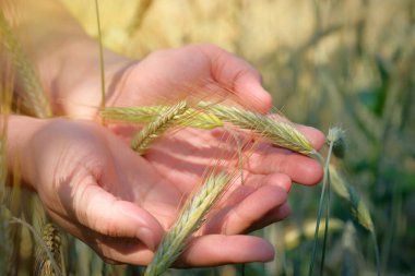 Buğday tarlasında buğday taneleri tutan bir çiftçinin elleri. Tarım kavramı.