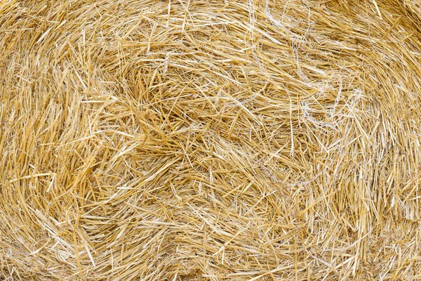 Hay Background Close Harvesting Hay Agriculture — Stock Photo, Image